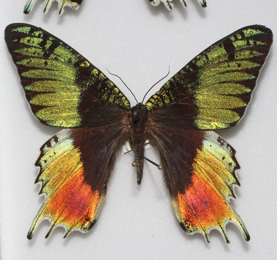 Urania ripheus aberration Internet Image property of respective owner, non-commercial use only